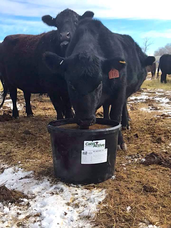 Protein tub for cattle feed at benjamin whitley blog